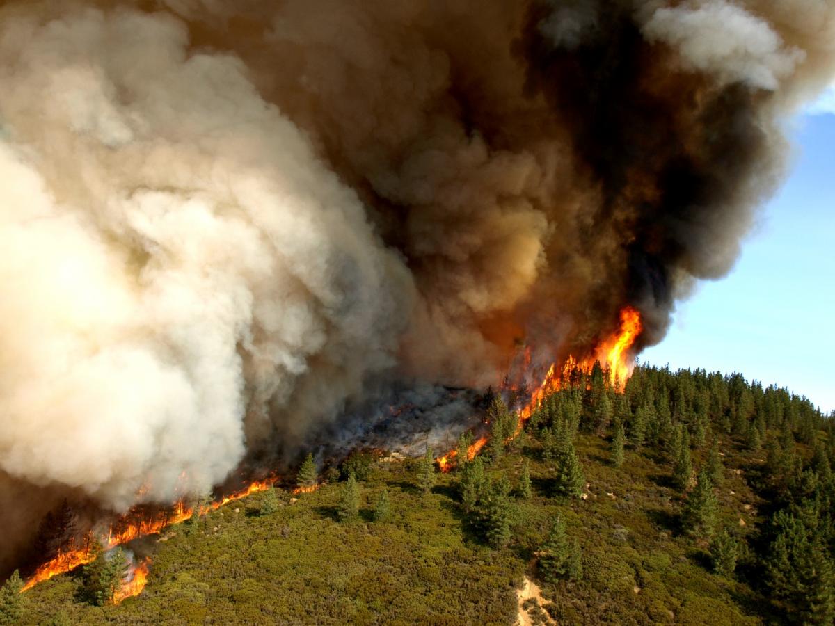 Here's how California has increased forest management and wildfire